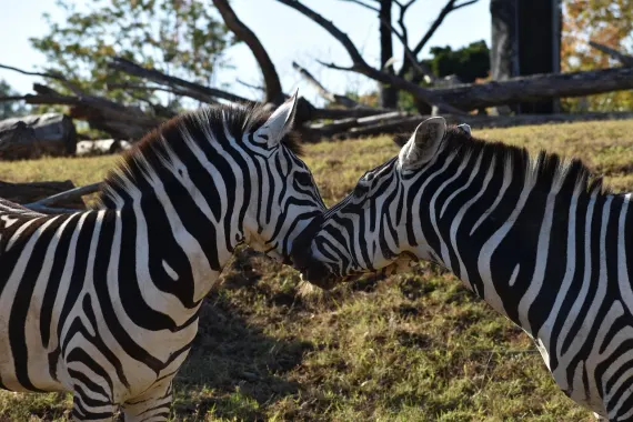 카지노 스티키 와일즈 지원